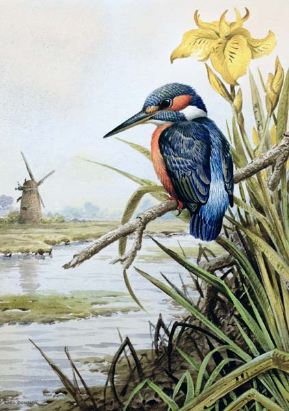 Kingfisher with Flag Iris and Windmill  a Carl  Donner