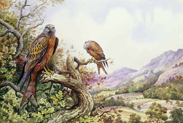 Pair of Red Kites in an Oak Tree, (w/c)  a Carl  Donner