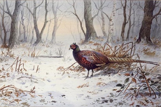 Pheasants in Snow (w/c)  a Carl  Donner
