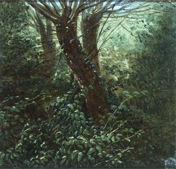 Tree Study with Thicket a Carl Gustav Carus