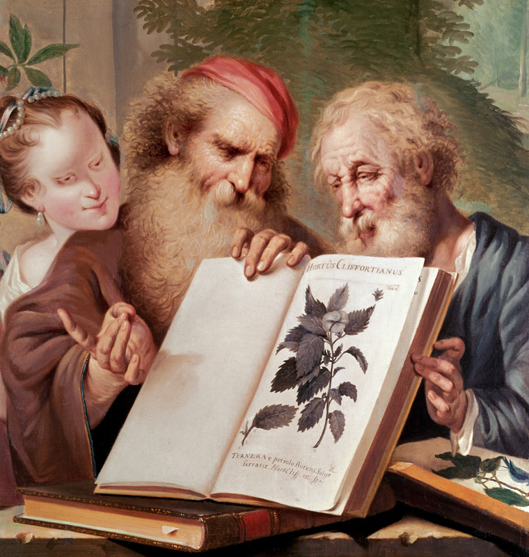 Illustration from Hortus Cliffortianus a Carl  Linnaeus