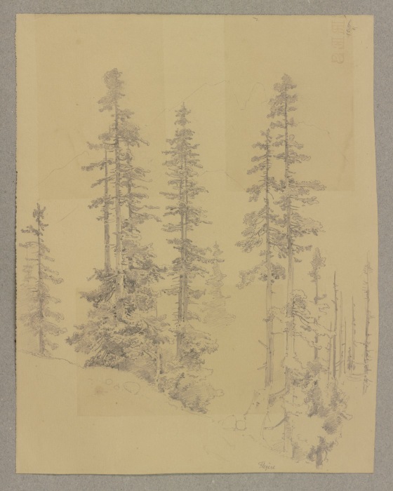 Conifers a Carl Theodor Reiffenstein