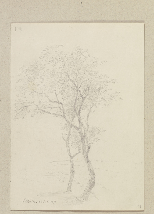 Two trees a Carl Theodor Reiffenstein