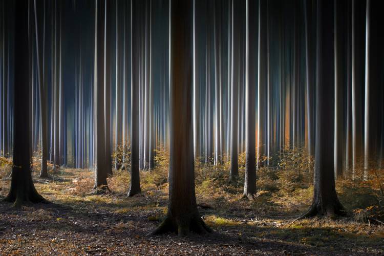 Mystic Wood a Carsten Meyerdierks