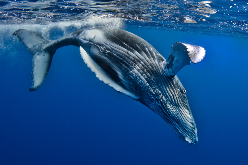 Humpback Whale calf, Reunion Island a Cédric Péneau