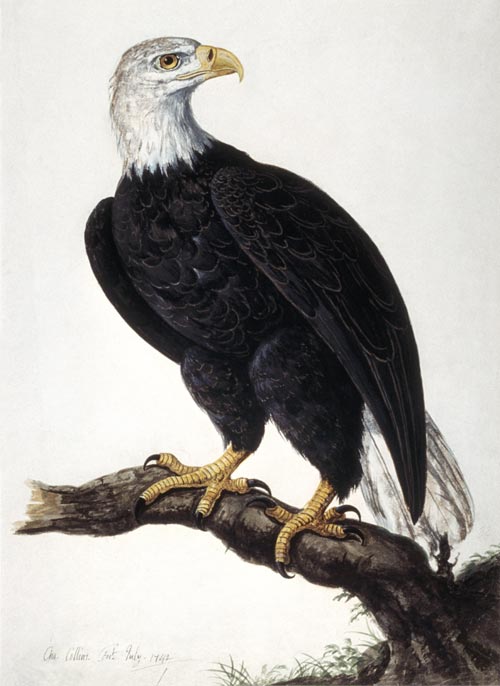 White-headed Sea Eagle a Charles Collins