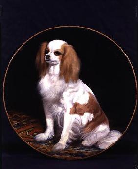 King Charles Spaniel