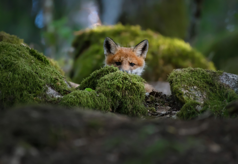 Curious fox a Christian Lindsten