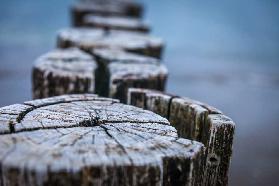 Old groynes on the beach in Zingst