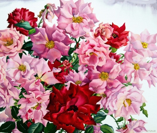 Red and Pink Roses a Christopher  Ryland
