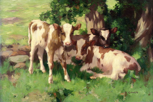 Three Calves in the Shade of a Tree a David Gauld