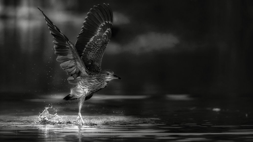 Night heron a David Manusevich