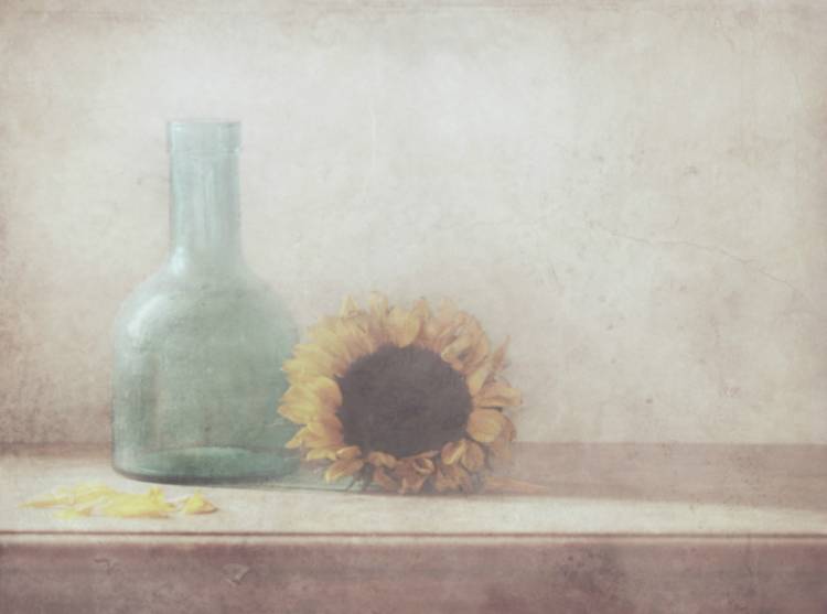 Sunflower a Delphine Devos