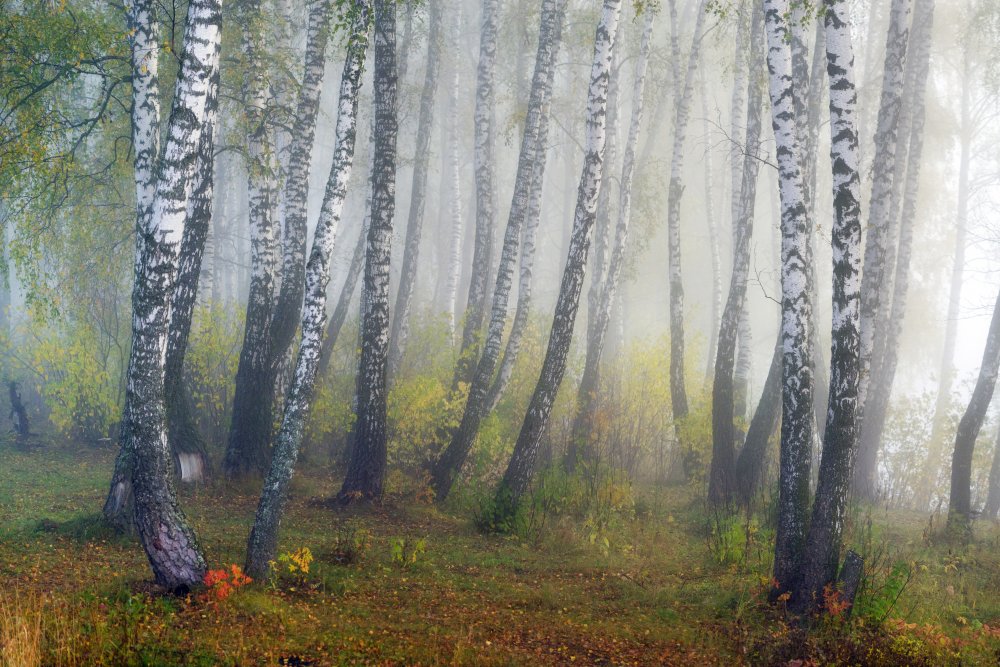 Autumn fogs a Dmitry Doronin