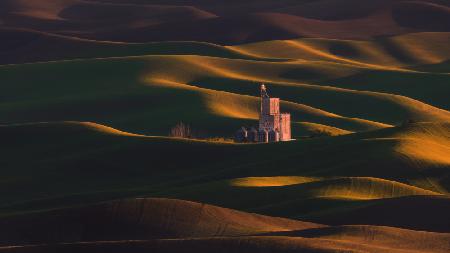 Golden Wheat Field