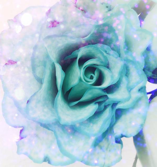Die Rose! Königin der Blumen in voller Blüte 4 a Doris Beckmann