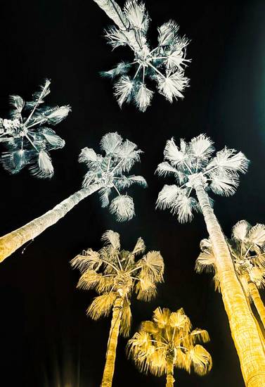 Palmen in der Nacht 1