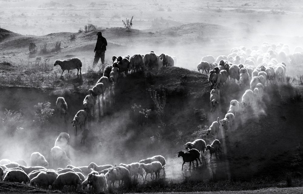 sheep herd a durmusceylan