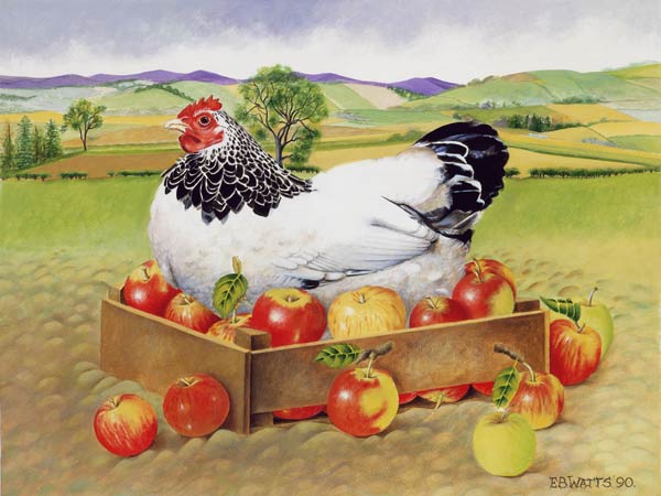Hen in a Box of Apples, 1990 (acrylic)  a E.B.  Watts