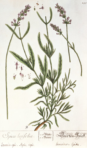 Lavender Spike, plate from 'Herbarium Blackwellianum' by the artist a Elizabeth Blackwell
