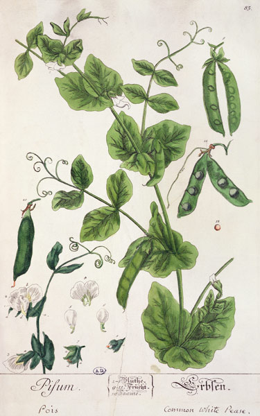 Pea, plate from 'Herbarium Blackwellianum' by the artist a Elizabeth Blackwell