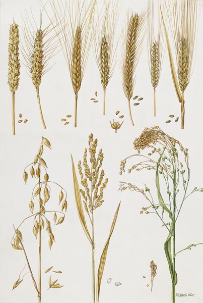 Wheat and other crops (w/c)  a Elizabeth  Rice