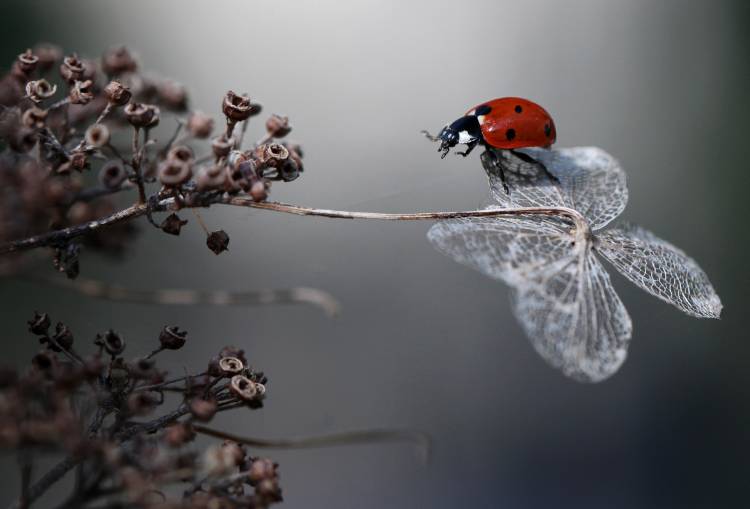 Ladybird on hydrangea. a Ellen Van Deelen
