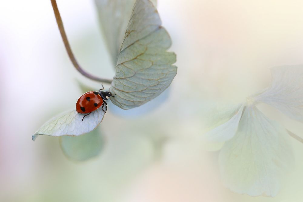 Ladybird on blue-green hydrangea a Ellen Van Deelen