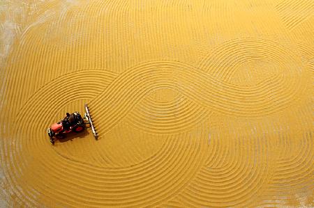 wheat drying