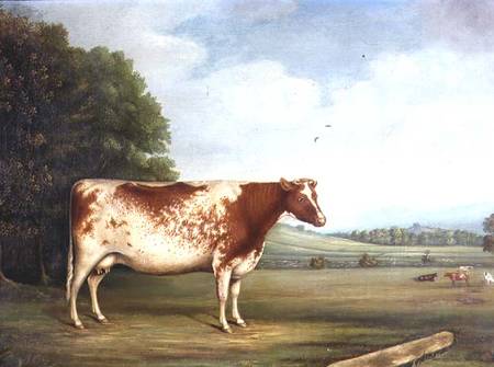 A Prize Shorthorn Cow in a Landscape a Scuola Inglese
