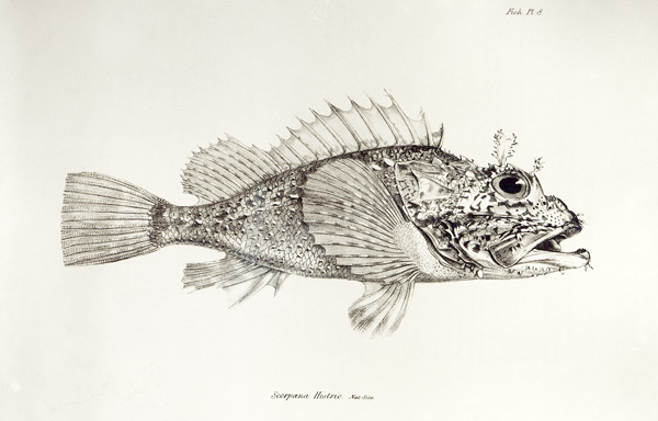Scorpion Fish, plate 8 from ''The Zoology of the Voyage of H.M.S Beagle, 1832-36'' Charles Darwin a Scuola Inglese