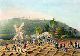 Planting the Sugar-Cane, pub. by Infant School Society Depository, London, c.1820 (etching, engravin