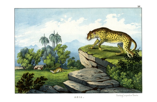 Hunting Leopard a English School, (19th century)