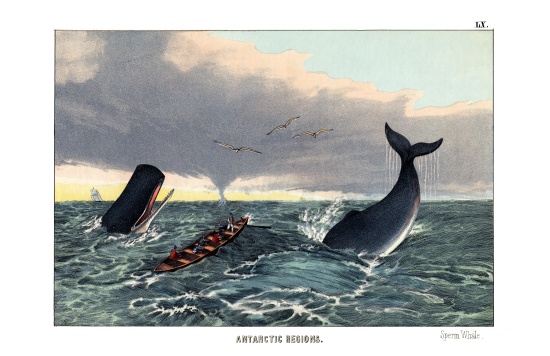 Sperm Whale a English School, (19th century)