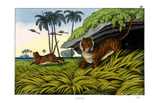 Tiger a English School, (19th century)