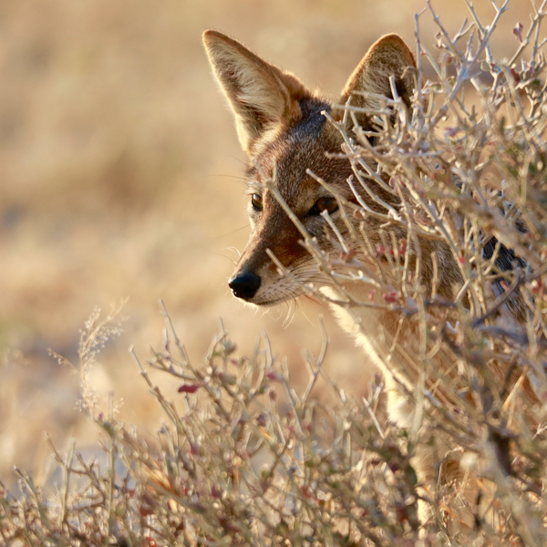 I Can See You (jackal) a Eric Meyer