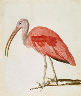 Ritratto di un ibis scarlatto