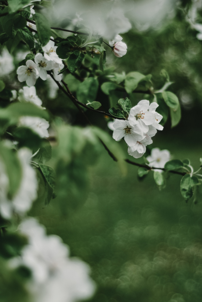 Spring Series - Apple Blossoms in the Rain 6/12 a Eva Bronzini