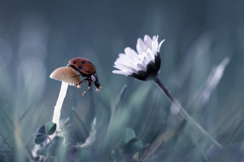 The story of the lady bug that tries to convice the mushroom to have a date with the beautiful daisy a Fabien Bravin
