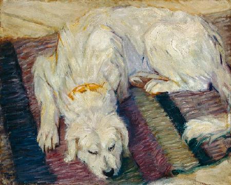 Cane sdraiato (ritratto di un cane)