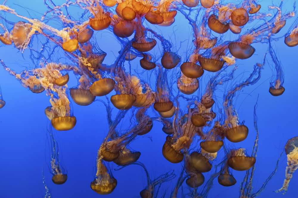 Swarm of Jellyfish a Fred Walker
