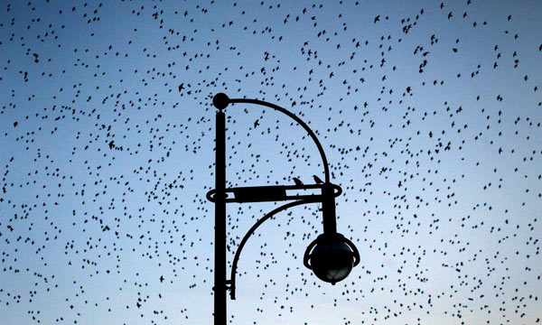 Tausende Stare fliegen am Himmel über Mainz a Fredrik Von Erichsen