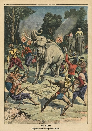 Catching a white elephant in Siam, illustration from ''Le Petit Journal'', supplement illustre, 10th a Scuola Francese