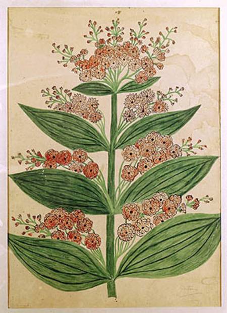 Gentian with imaginary flowers, plate from a seed merchants in Oisans a Scuola Francese