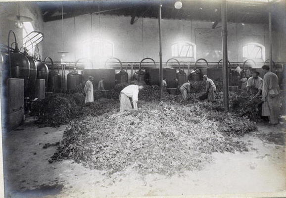 Distillation of Geranium, from 'Industrie des Parfums a Grasse', c.1900 (photo) a French School, (20th century)