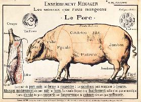 Cuts of Pork, illustrazione di French Domestic Science Manual by H. de Puytorac, pubblicato da Edi