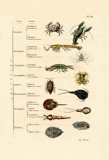 Crustaceans a French School, (19th century)
