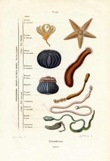 Echinoderms a French School, (19th century)