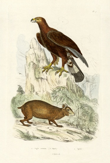 Golden Eagle a French School, (19th century)