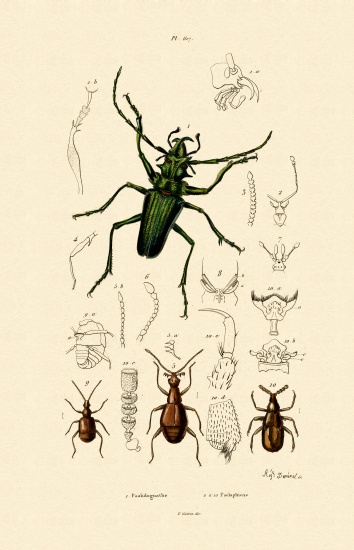 Long-horned Beetle a French School, (19th century)